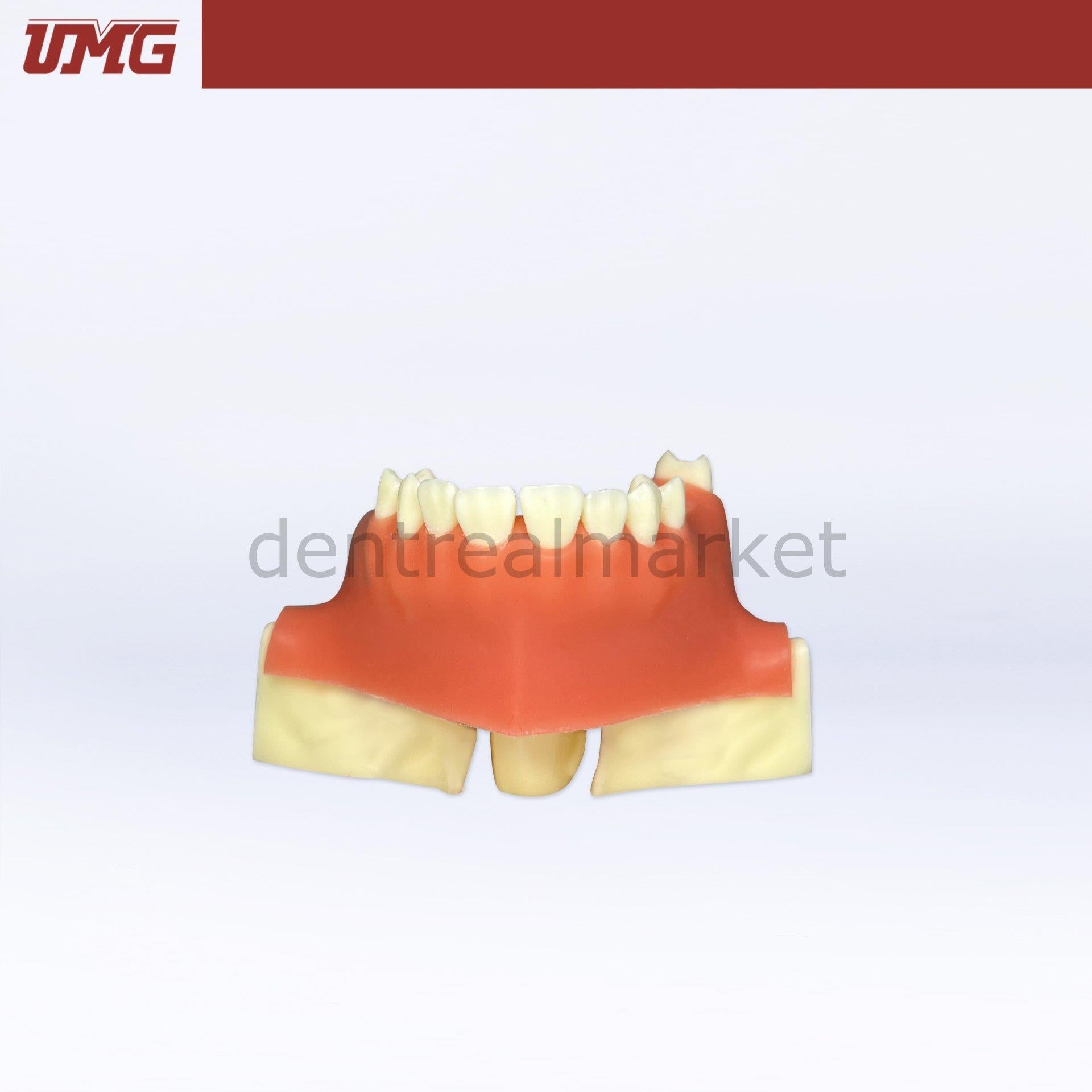 Umg Dental - Umg Model Sine Lift Training Model - UM - 2013S