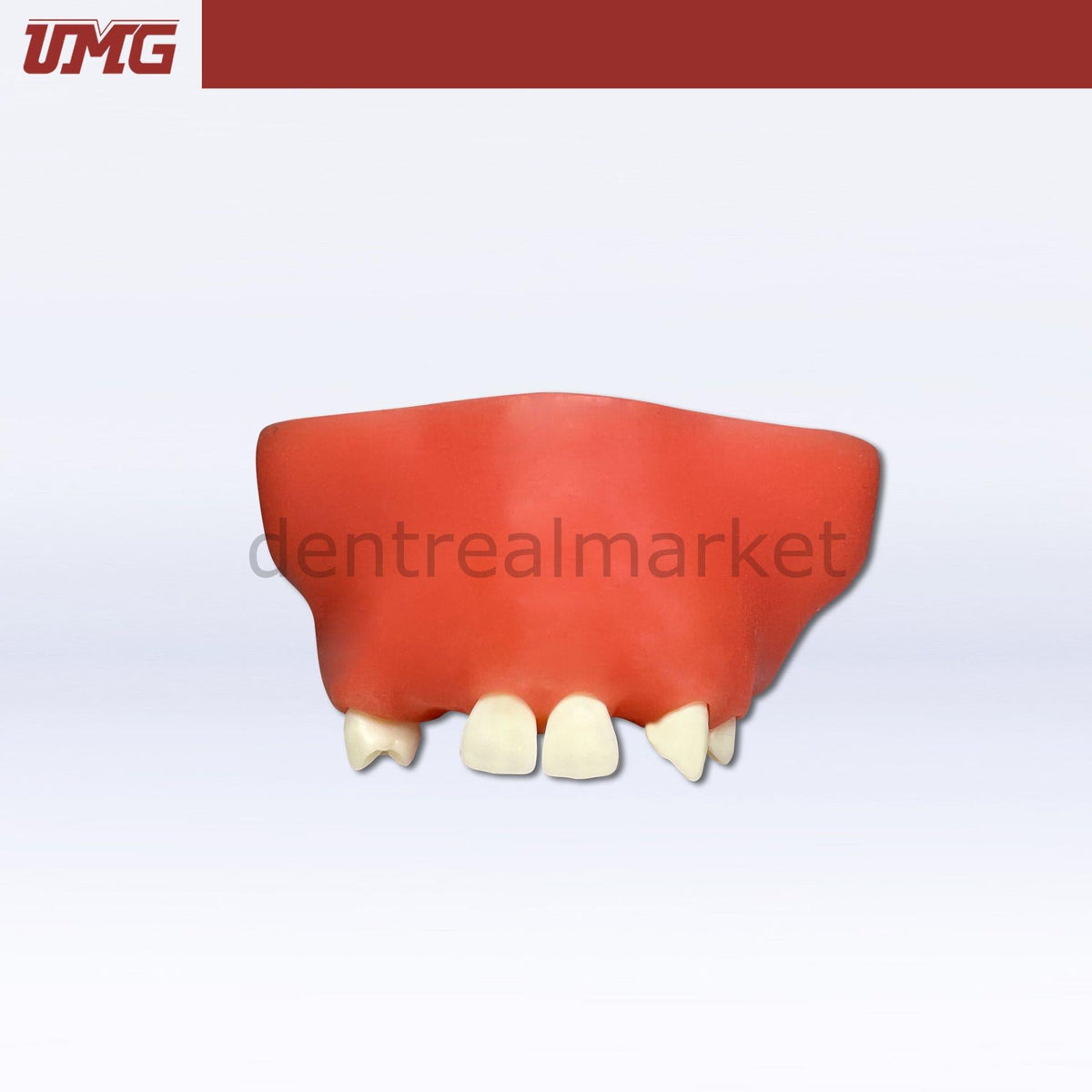 Umg Dental - Umg Model Sine Lift Training Model - UM - 2014