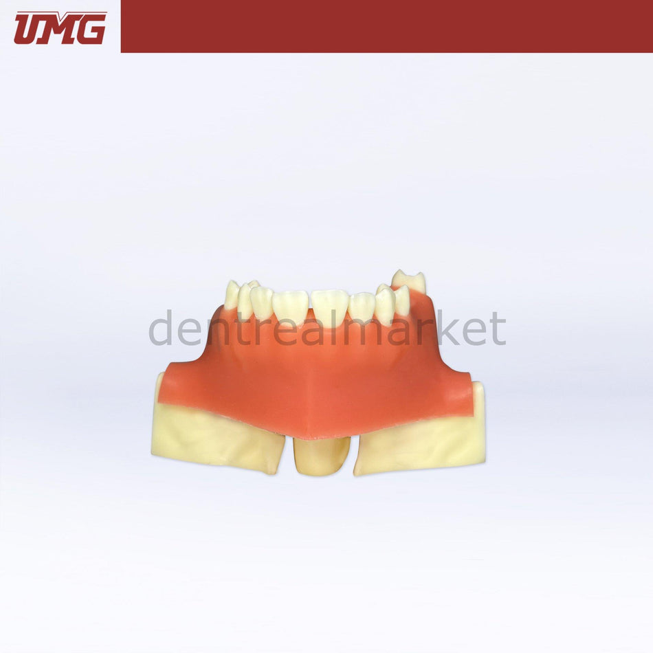 DentrealStore - Umg Dental Umg Model Sine Lift Training Model - UM-2013S